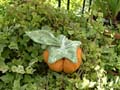zucca puntaspilli
